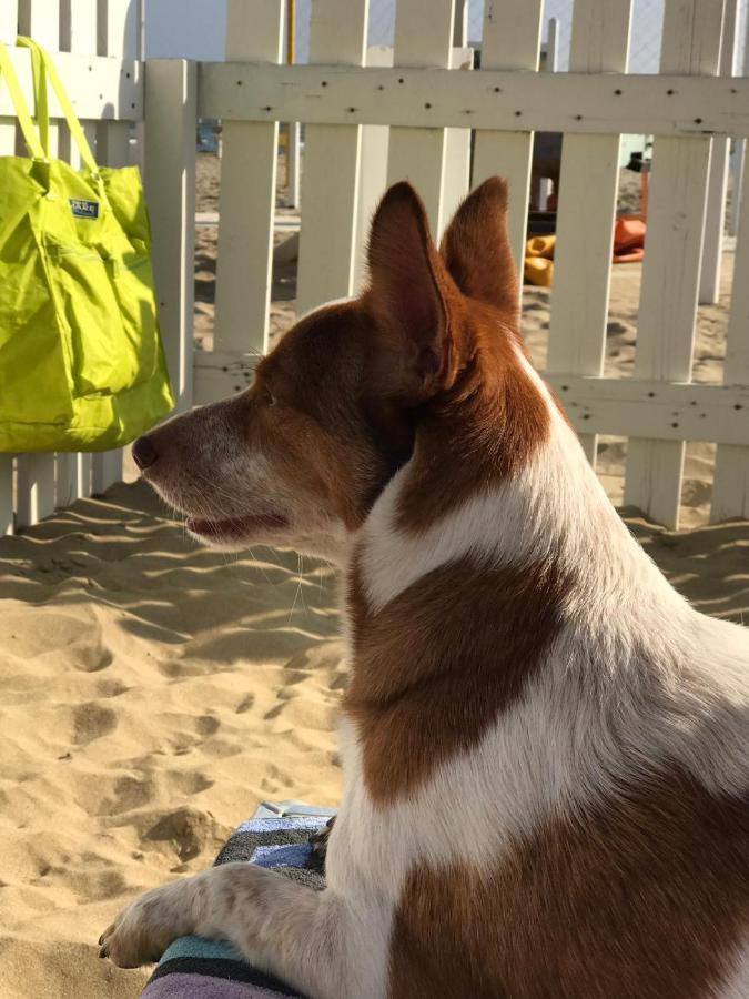 Appartamento La Casa di Pamy Bellaria-Igea Marina Esterno foto